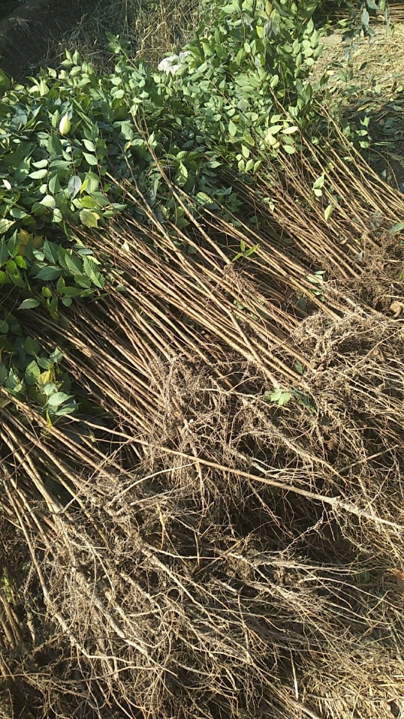 榉树小苗价格2元，金坛基地，红榉树小苗批发大量有货