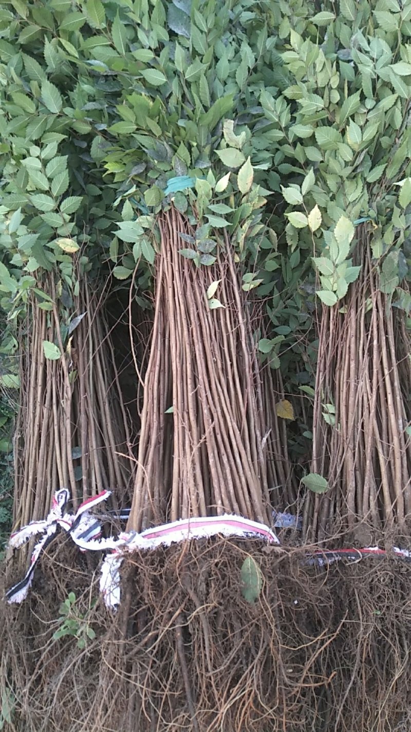 榉树小苗价格2元，金坛基地，红榉树小苗批发大量有货