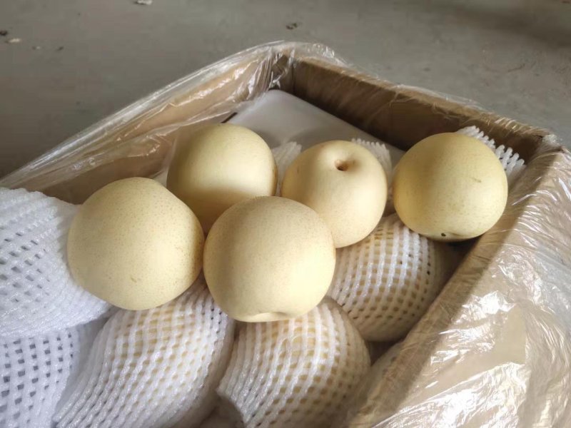 皇冠梨【精品】河北赵县皇冠梨大量上市，产地直发诚信经营