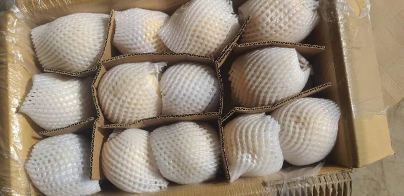 皇冠梨【精品】河北赵县皇冠梨大量上市，产地直发诚信经营