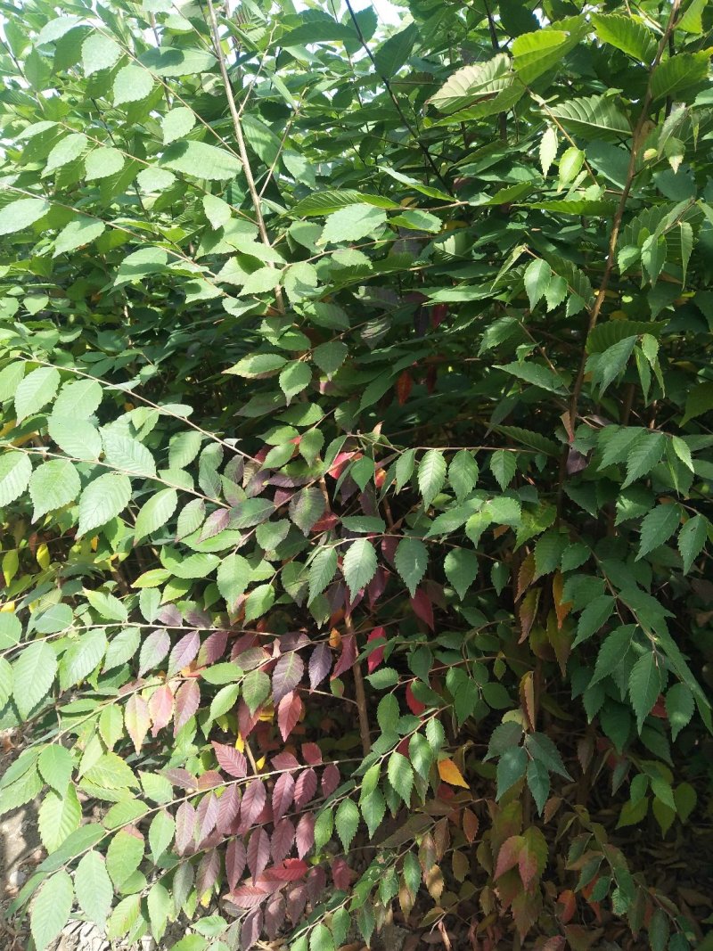 榉树，2公分榉树苗，红榉树造林江苏榉树基地农户种植