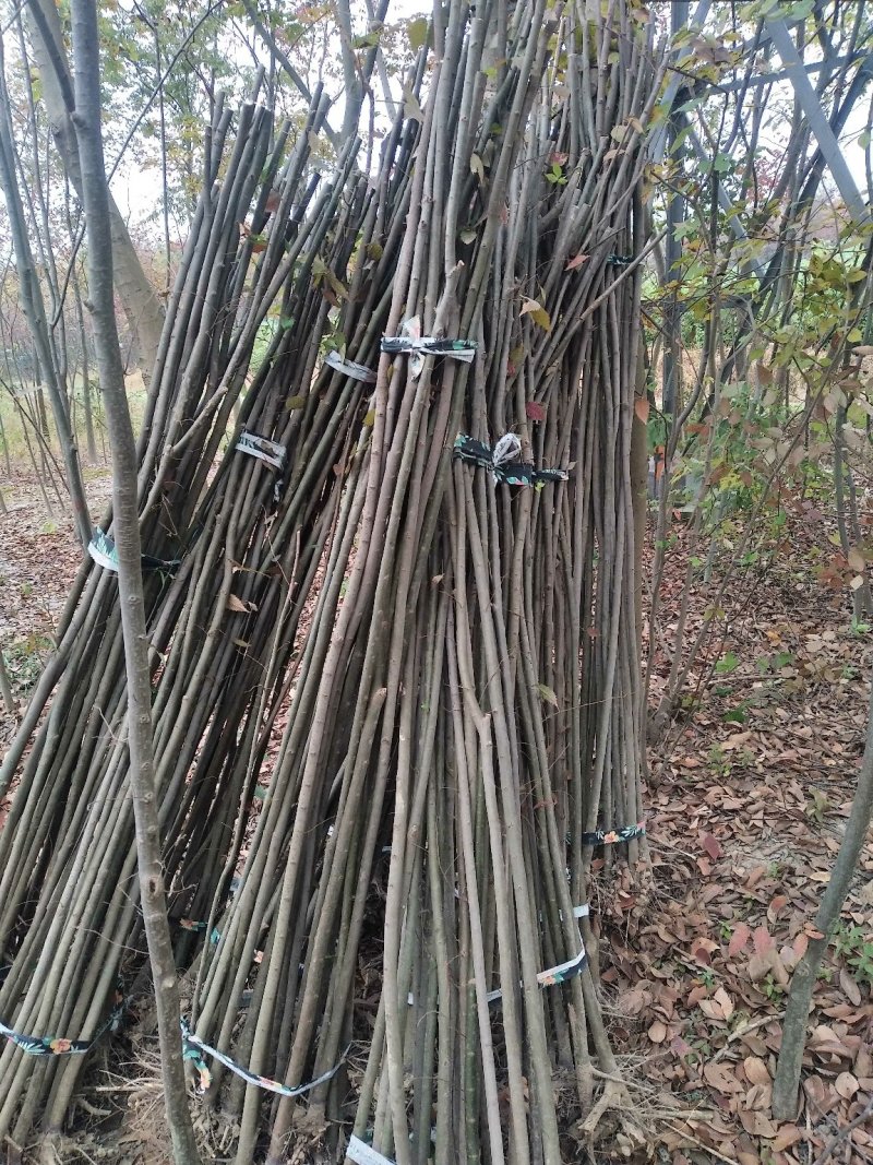 榉树，2公分榉树苗，红榉树造林江苏榉树基地农户种植