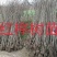 榉树，2公分榉树苗，红榉树造林江苏榉树基地农户种植