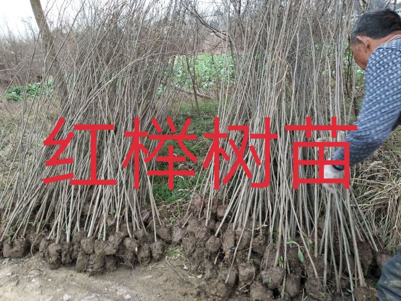 榉树，2公分榉树苗，红榉树造林江苏榉树基地农户种植