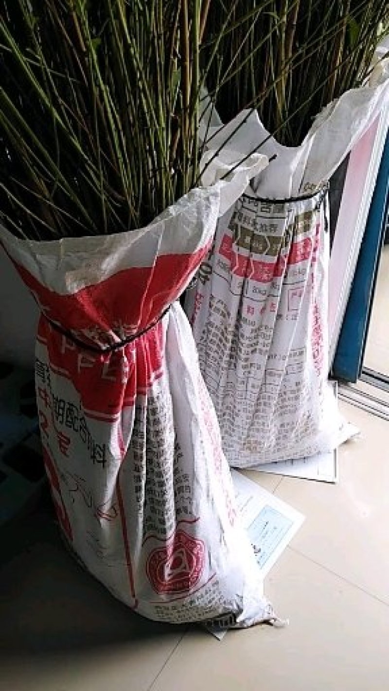 狗血桃苗，贵妃血桃本店是自种自销，保证品种纯正。
