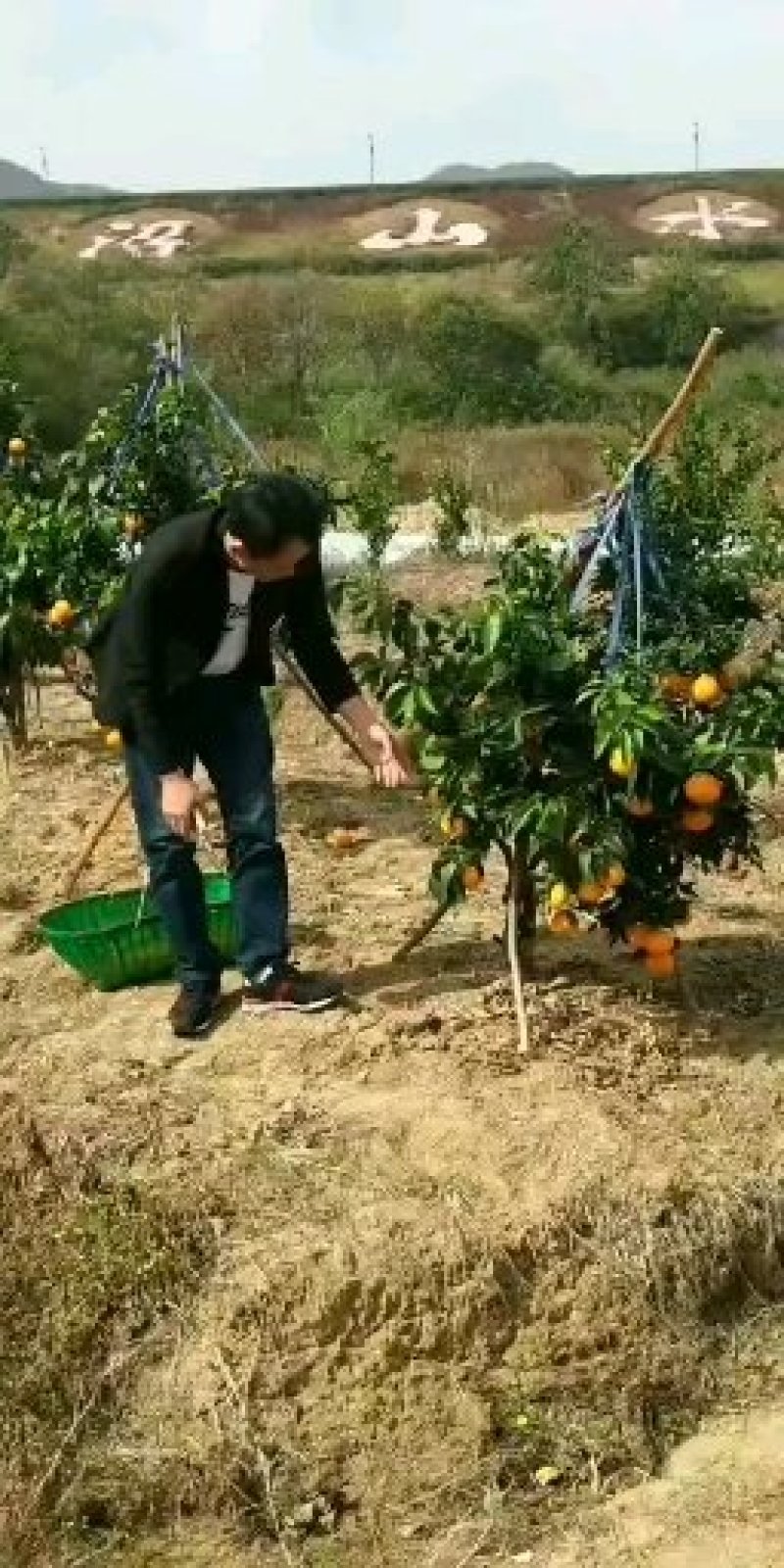 美国糖橘苗，世纪红，东方红，三十公分高起点