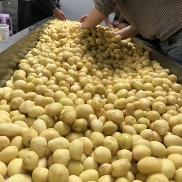 荷兰十五土豆1-----3量荷兰，黄皮黄心，油炸专用土