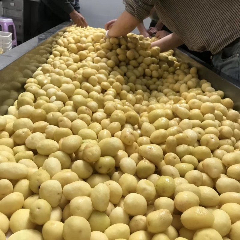 荷兰十五土豆1-----3量荷兰，黄皮黄心，油炸专用土