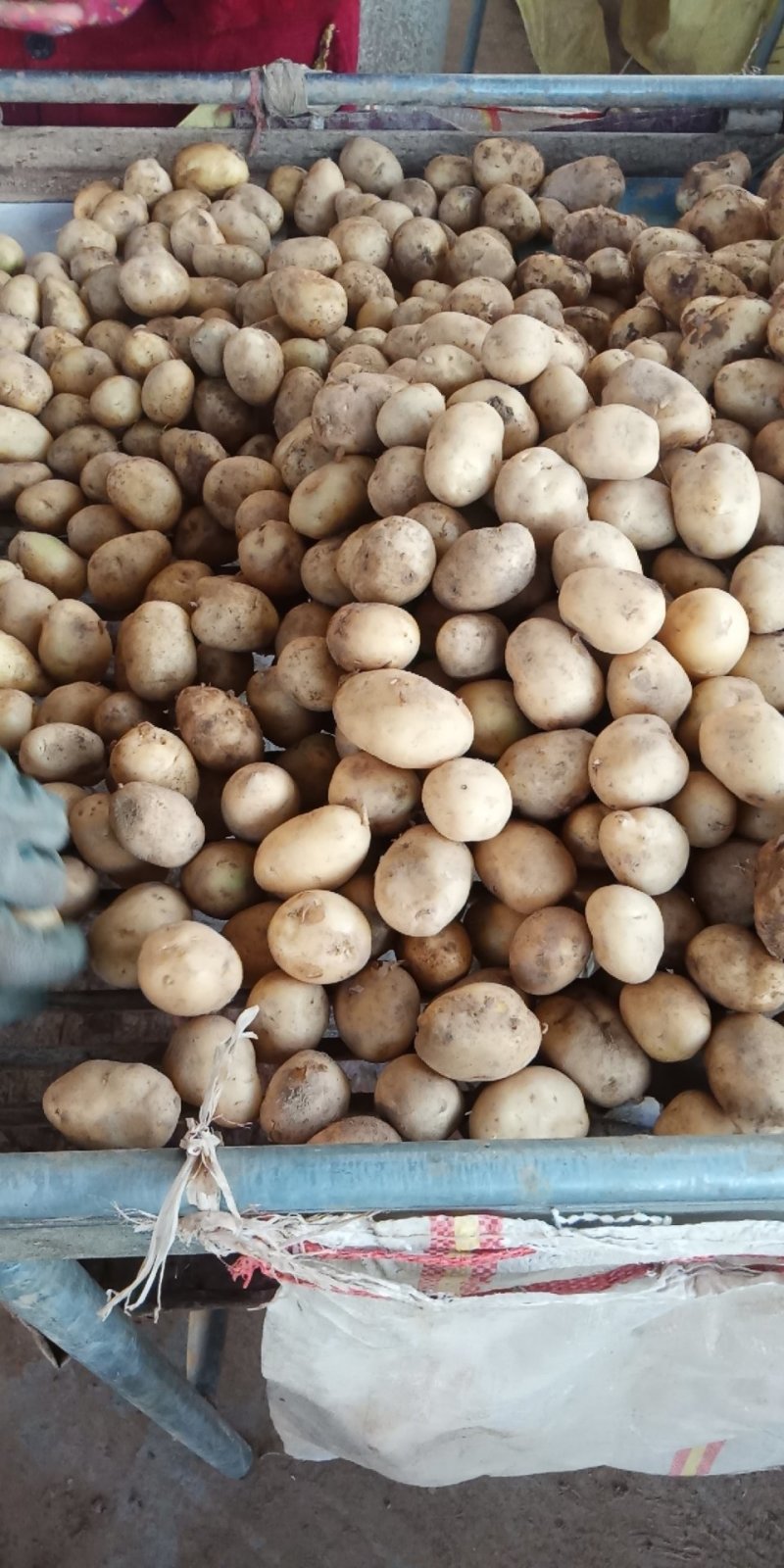荷兰十五土豆1-----3量荷兰，黄皮黄心，油炸专用土