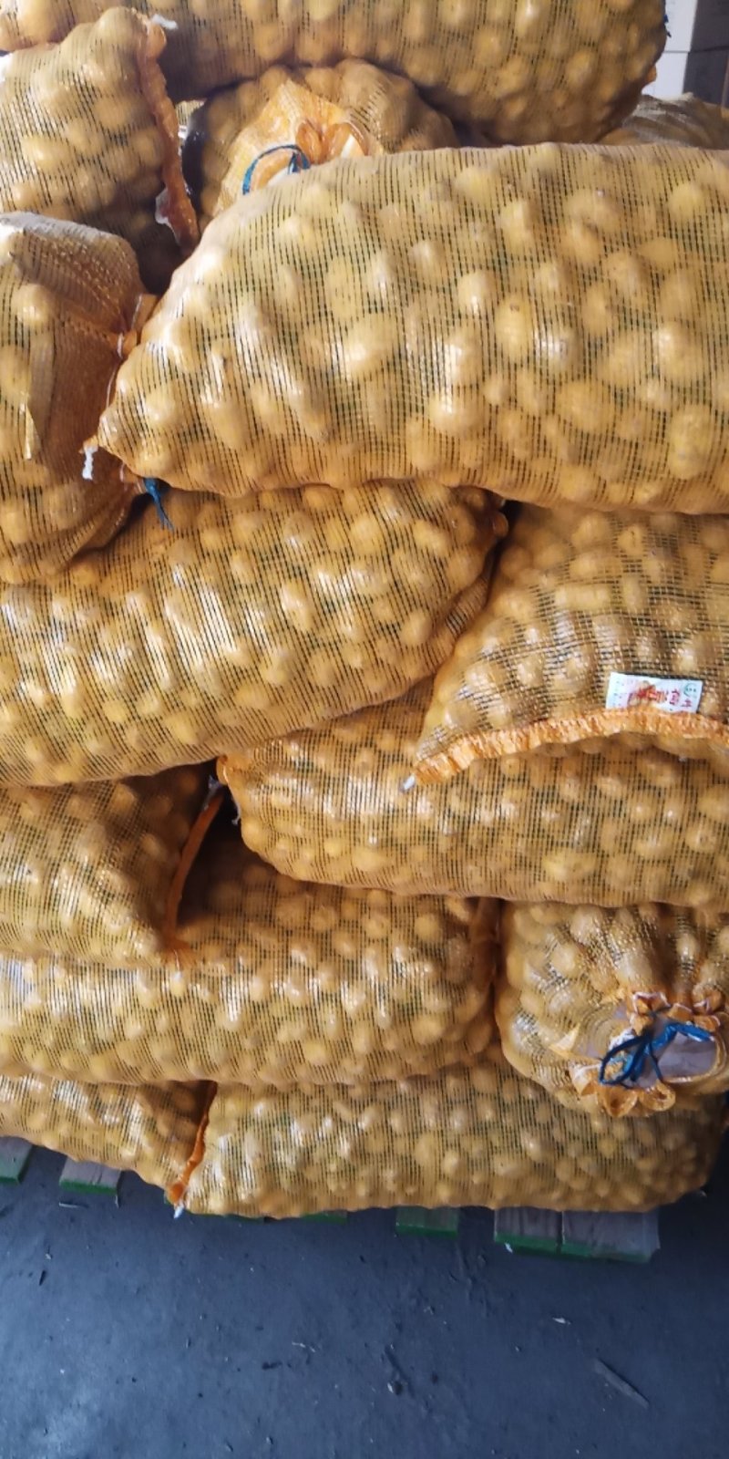 荷兰十五土豆1-----3量荷兰，黄皮黄心，油炸专用土