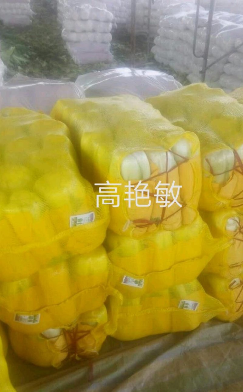 河南焦作新北京三号大白菜单颗4-6斤基地直供货源充