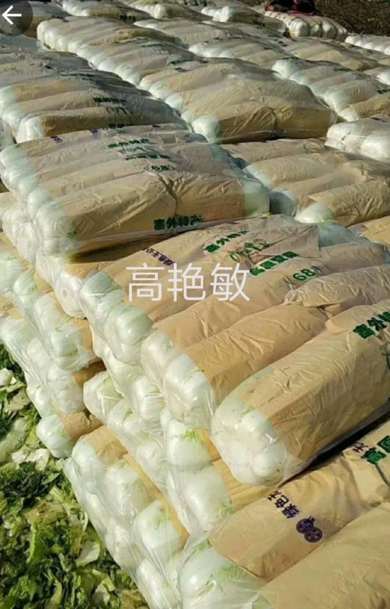 河南焦作新北京三号大白菜单颗4-6斤基地直供货源充