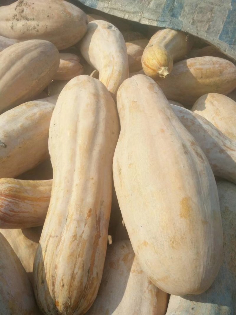 蜜本南瓜个头大，糖度高。，王中王，大量有货