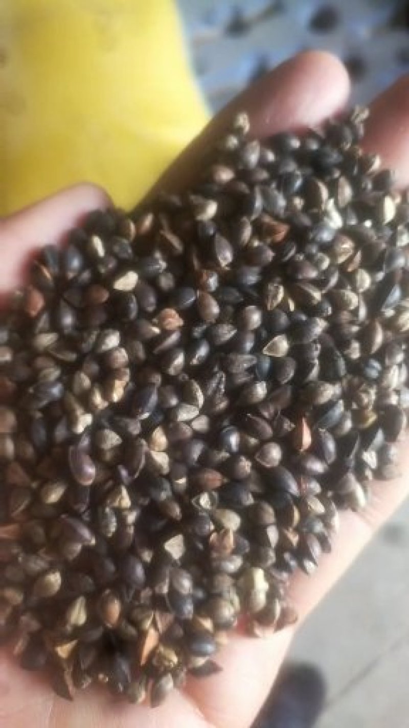 定边县荞之农粮油工贸，大量批发各种荞麦，谷类，