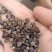 定边县荞之农粮油工贸，大量批发各种荞麦，谷类，