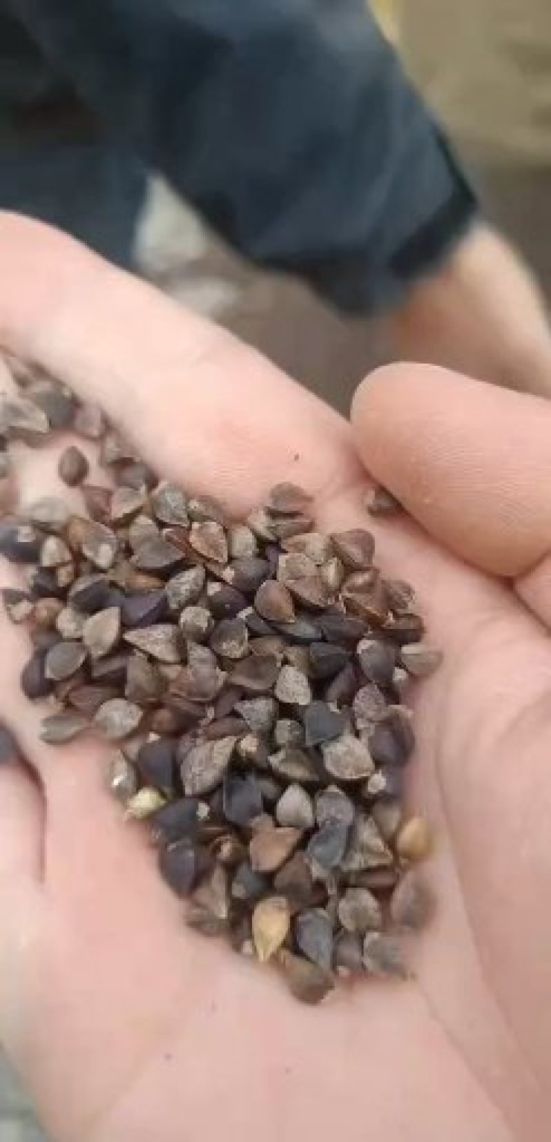 定边县荞之农粮油工贸，大量批发各种荞麦，谷类，