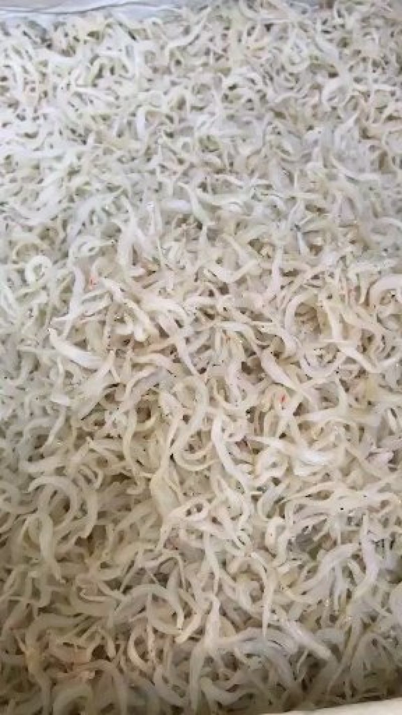银鱼干！接近尾声！欲购从速！