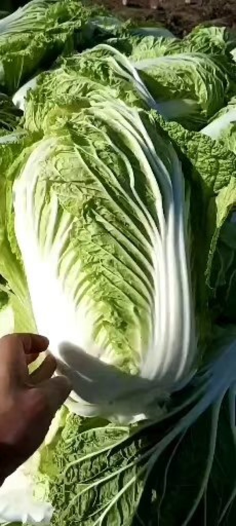 华州区精品春秋菊大白菜开始上市欢迎咨询选购支持视频看货