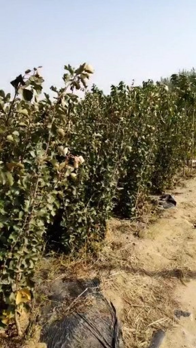 河北省秦皇岛市昌黎县短枝富士苹果苗小海果蔬苗木销售中心