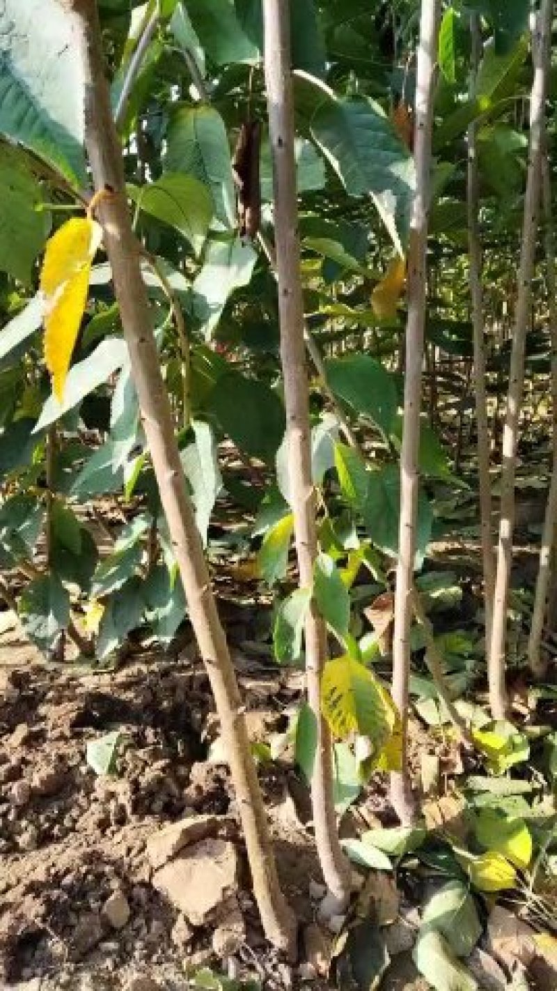 河北省秦皇岛市昌黎县短枝富士苹果苗小海果蔬苗木销售中心
