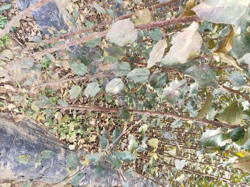 河北省秦皇岛市昌黎县短枝富士苹果苗小海果蔬苗木销售中心