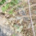 河北省秦皇岛市昌黎县短枝富士苹果苗小海果蔬苗木销售中心