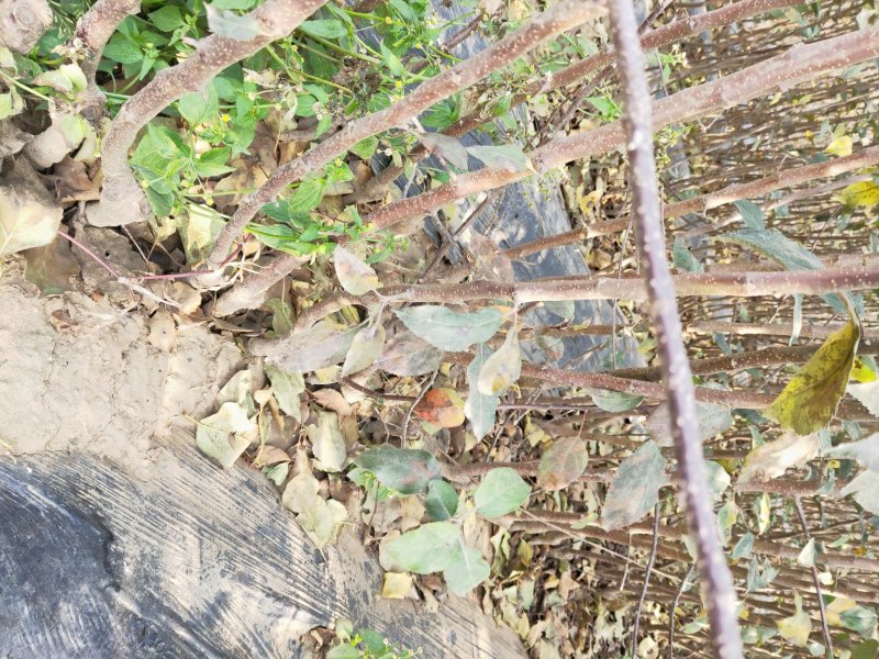 河北省秦皇岛市昌黎县短枝富士苹果苗小海果蔬苗木销售中心