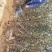 河北省秦皇岛市昌黎县短枝富士苹果苗小海果蔬苗木销售中心