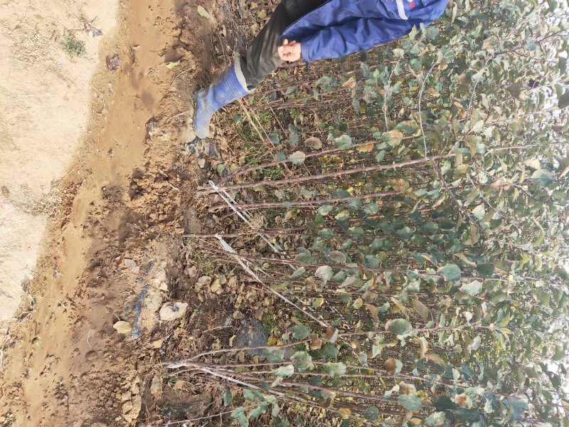 河北省秦皇岛市昌黎县短枝富士苹果苗小海果蔬苗木销售中心