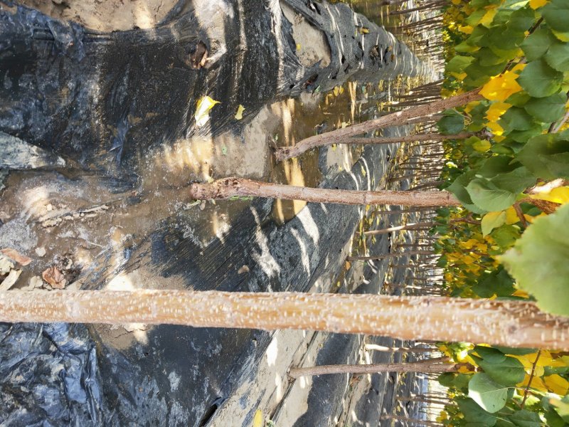 河北省秦皇岛市昌黎县短枝富士苹果苗小海果蔬苗木销售中心