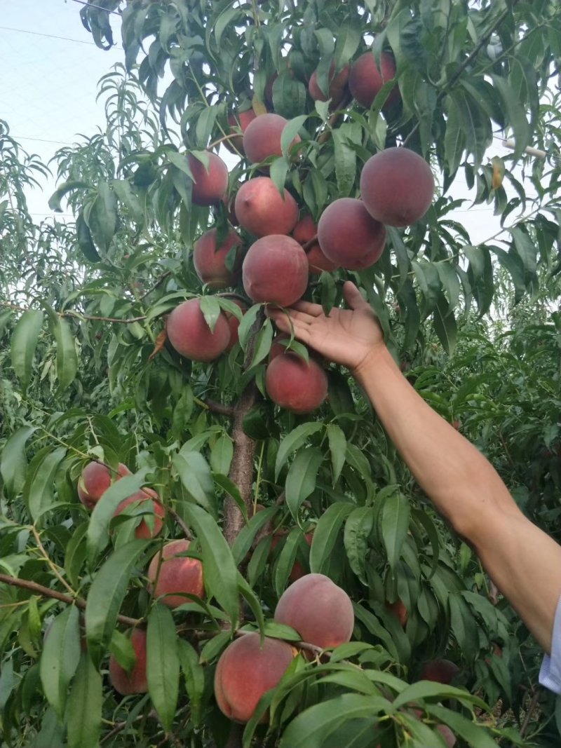 秋彤桃苗晚熟个大脆甜基地发货保湿邮寄提供技术