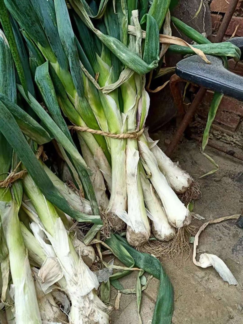 鸡腿大葱