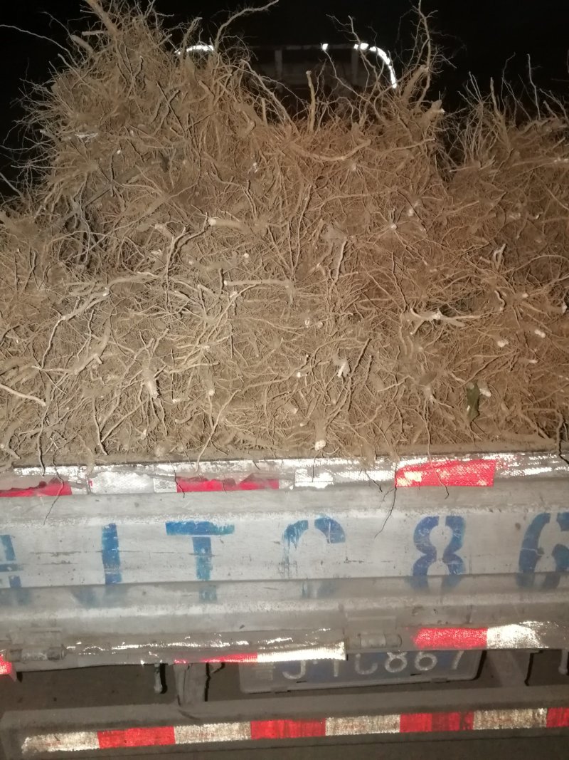 春丽桃苗早熟个头大耐储存基地发货现挖现发保湿邮寄品种纯正