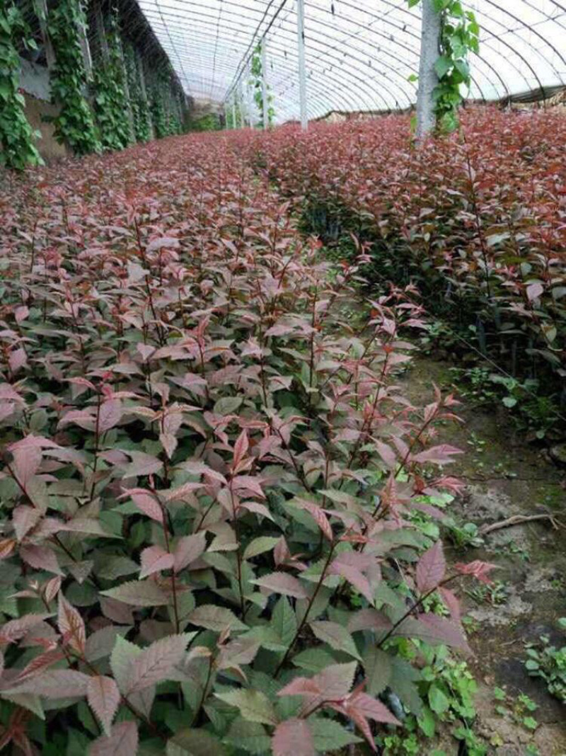 红叶榆叶梅小苗15-40公分高大量出售小苗
