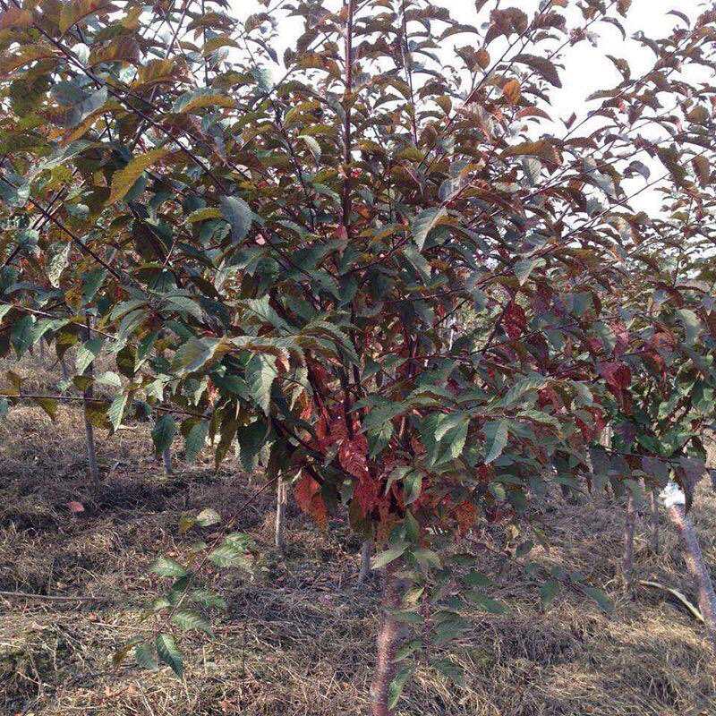 红叶榆叶梅小苗15-40公分高大量出售小苗