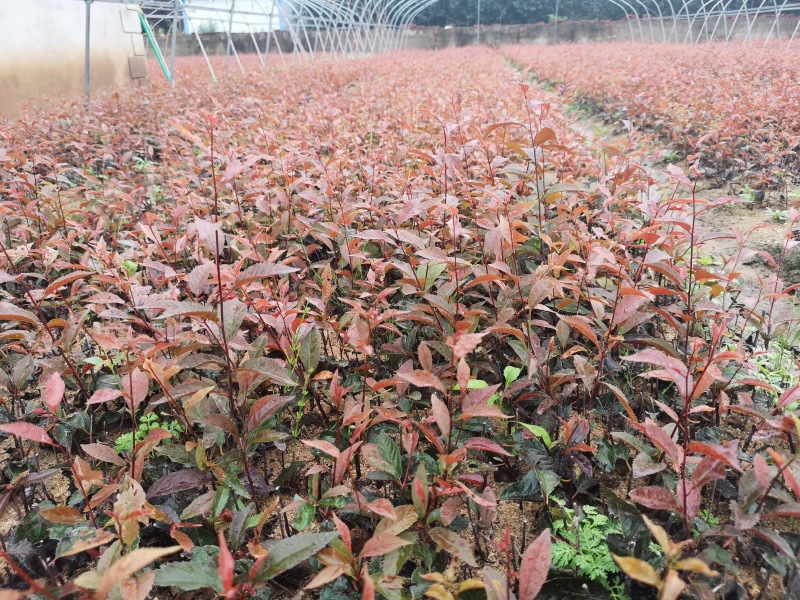 红叶榆叶梅小苗15-40公分高大量出售小苗