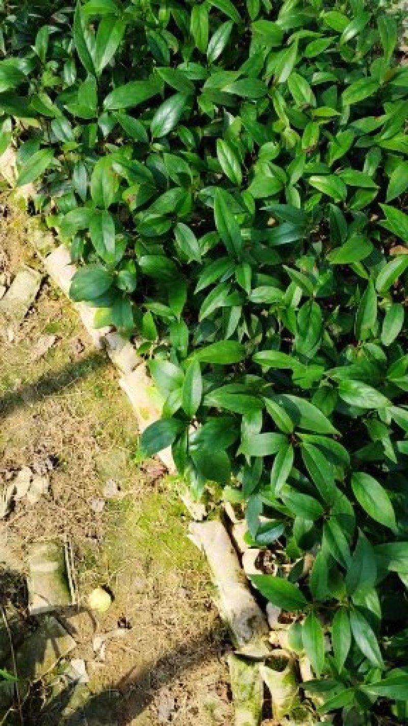广西【带土带叶发货】黑老虎苗布福娜树苗四季爬藤当年结果