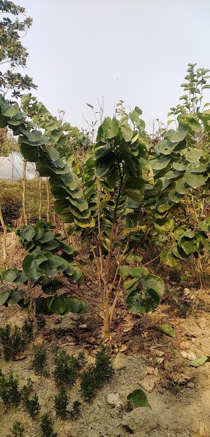 丛生紫荆，质量好，成活率高，量大从优，大量货源出售