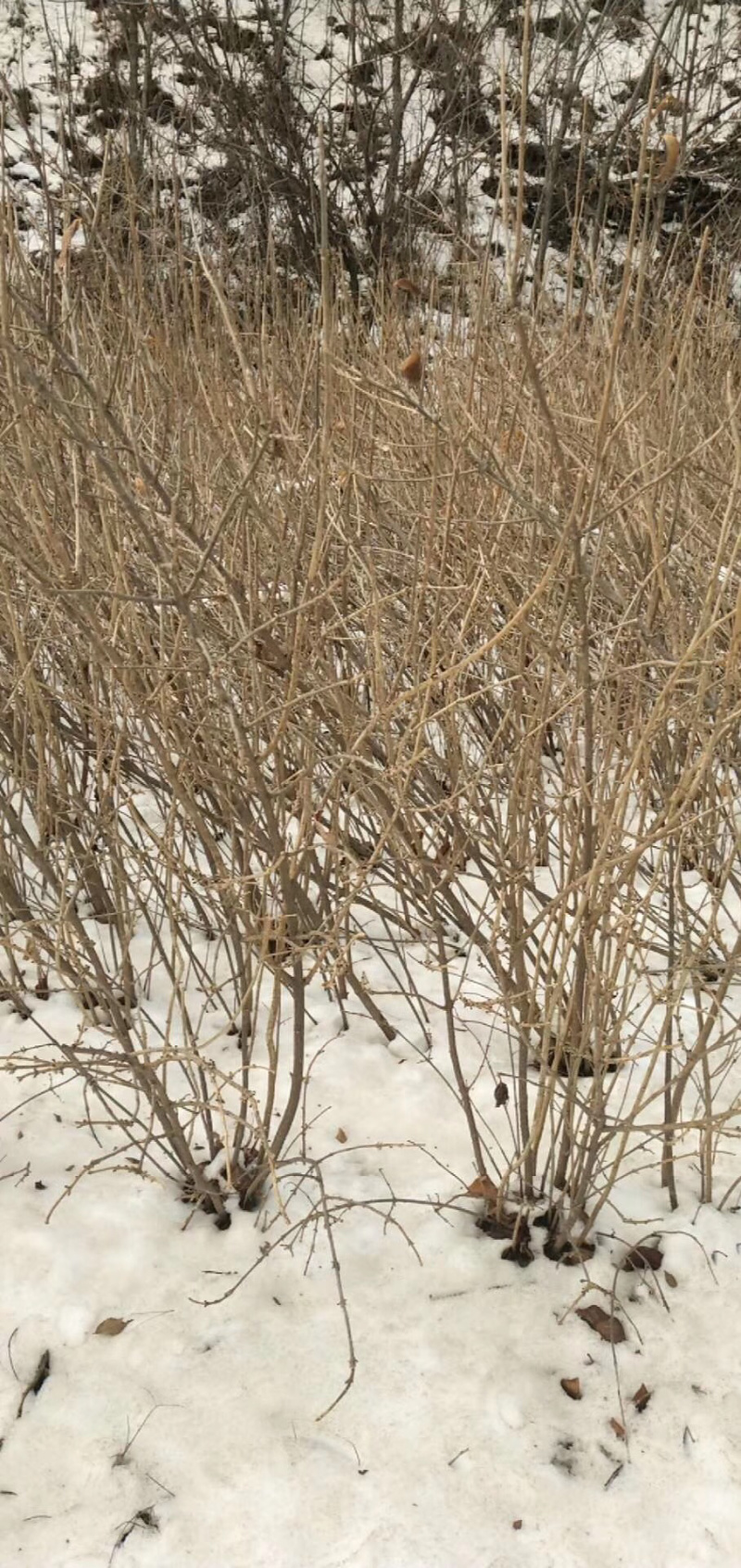 药用连翘小苗15-30公分高及连翘工程用苗
