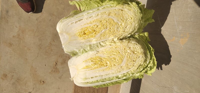北京新三号白菜4~6斤净菜-山东白菜，