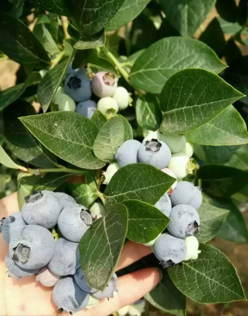 50厘米高莱格西蓝莓苗地载苗发车珠宝绿宝石蓝莓苗南北种植