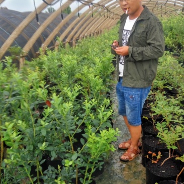50厘米高莱格西蓝莓苗地载苗发车珠宝绿宝石蓝莓苗南北种植