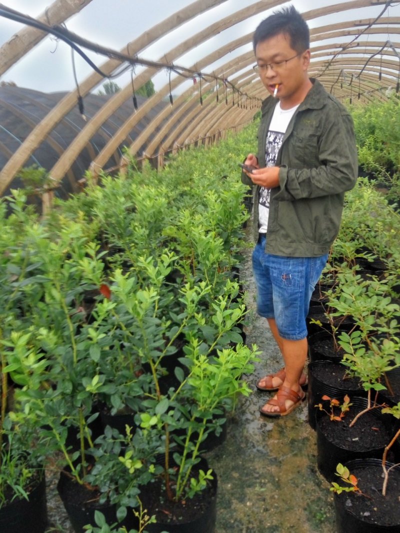 50厘米高莱格西蓝莓苗地载苗发车珠宝绿宝石蓝莓苗南北种植