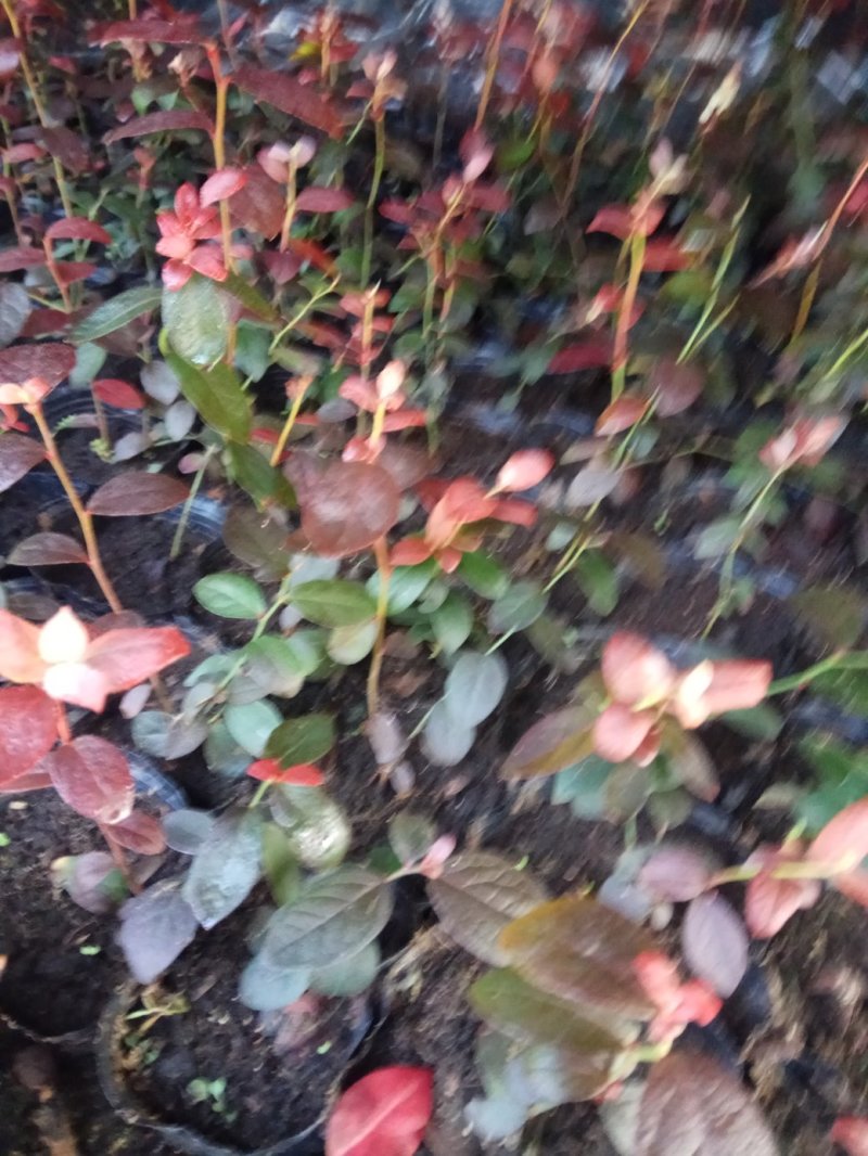 50厘米高莱格西蓝莓苗地载苗发车珠宝绿宝石蓝莓苗南北种植