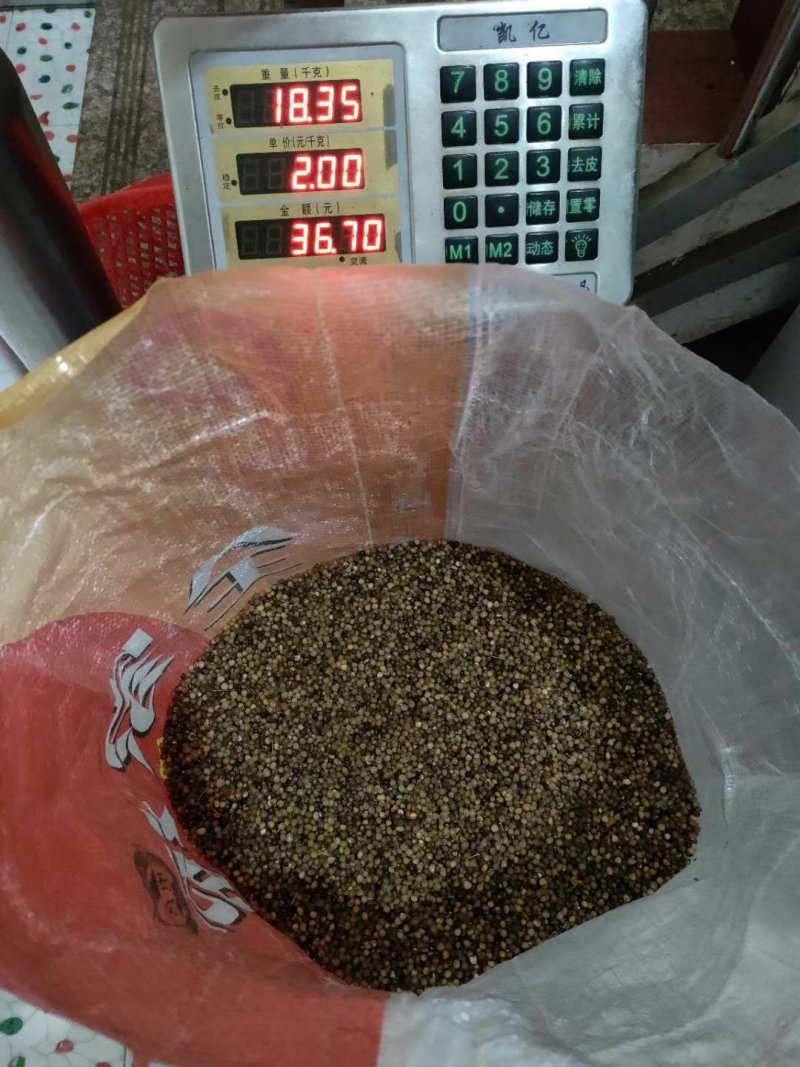 黄精种子，苗，入药典高含量品种，姜型多花甜黄精，基地直供