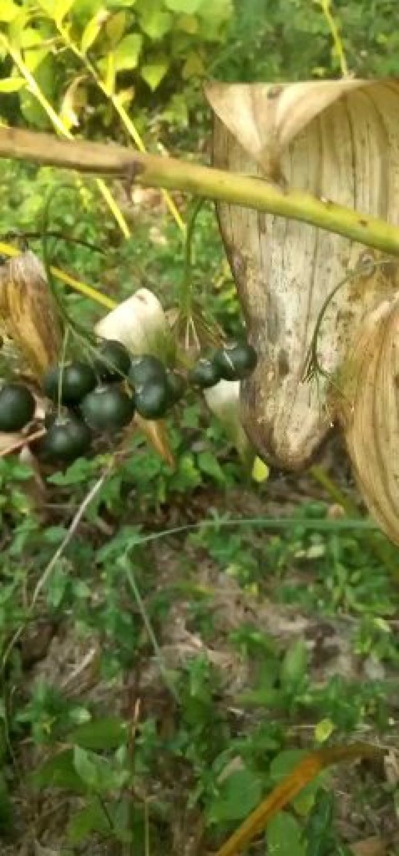黄精种子，苗，入药典高含量品种，姜型多花甜黄精，基地直供
