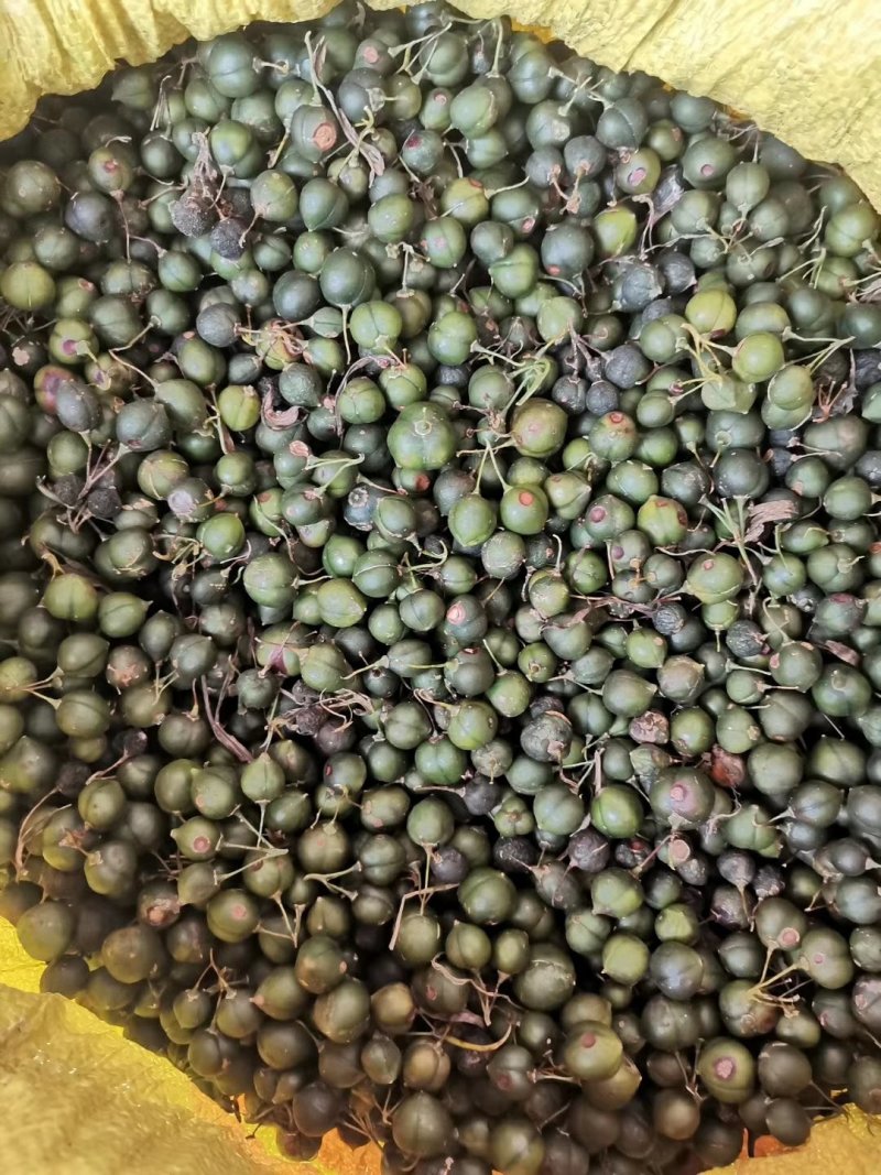 黄精种子，苗，入药典高含量品种，姜型多花甜黄精，基地直供