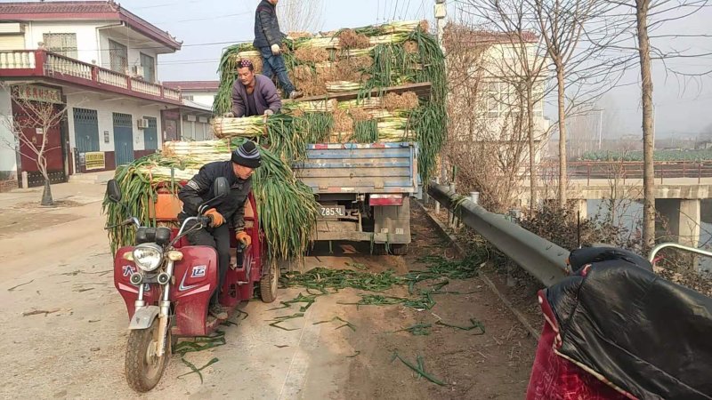泗水县长白大葱大量上市，希望长期合作。毛葱2cm左右