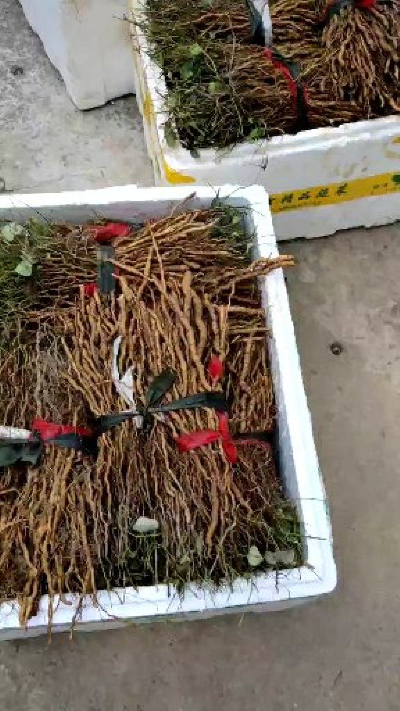 粉防己，别名土木香苗，江西道地品种高含量粉质性好