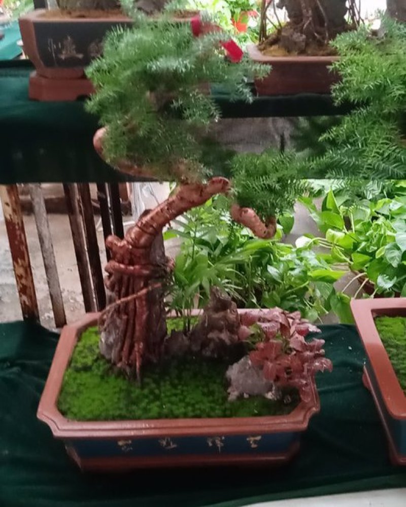 花卉盆景可视频定货支持线上保障交易